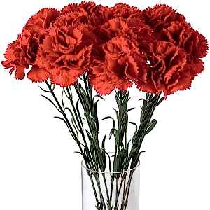  Antalya Lara Çiçekçi - Karanfiller