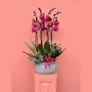  Antalya Lara Çiçekçiler - Orkideler