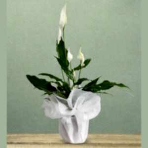  Antalya Lara Çiçekler - Saksı Çiçekleri